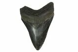 3.35" Fossil Megalodon Tooth - South Carolina - #130793-1